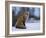 Red Fox, Vulpes Vulpes, Churchill, Manitoba, Canada, North America-Thorsten Milse-Framed Photographic Print