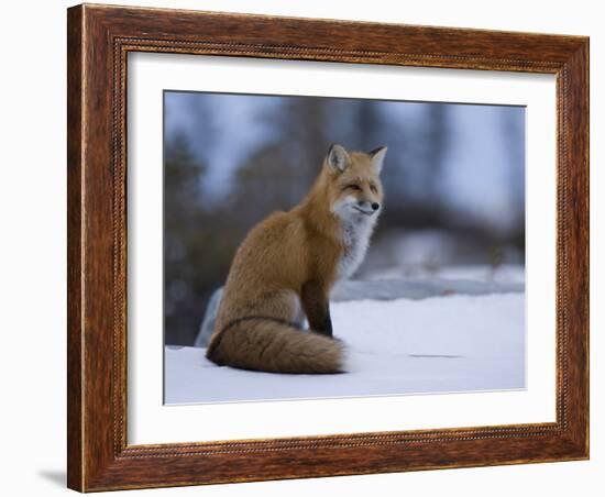 Red Fox, Vulpes Vulpes, Churchill, Manitoba, Canada, North America-Thorsten Milse-Framed Photographic Print