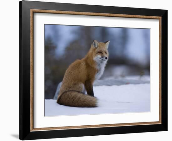 Red Fox, Vulpes Vulpes, Churchill, Manitoba, Canada, North America-Thorsten Milse-Framed Photographic Print