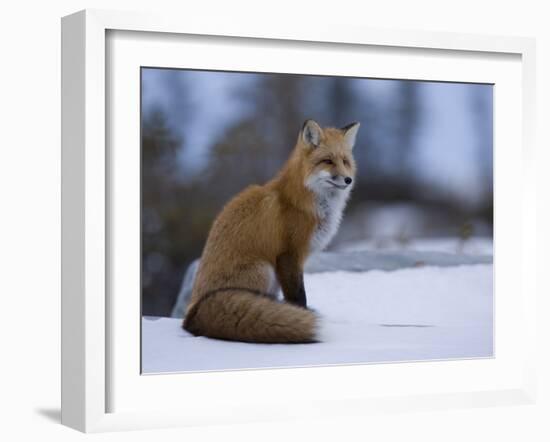 Red Fox, Vulpes Vulpes, Churchill, Manitoba, Canada, North America-Thorsten Milse-Framed Photographic Print