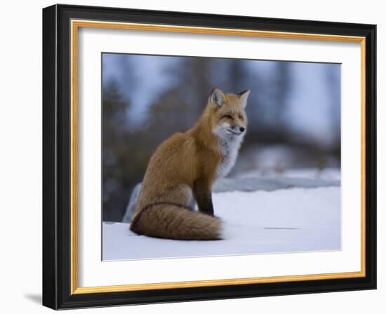 Red Fox, Vulpes Vulpes, Churchill, Manitoba, Canada, North America-Thorsten Milse-Framed Photographic Print