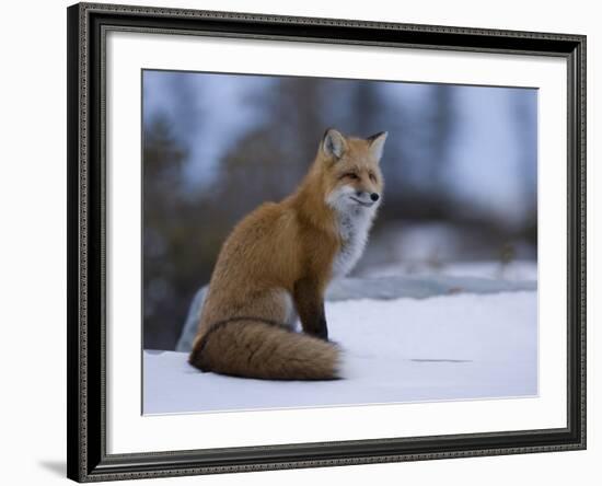 Red Fox, Vulpes Vulpes, Churchill, Manitoba, Canada, North America-Thorsten Milse-Framed Photographic Print