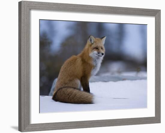 Red Fox, Vulpes Vulpes, Churchill, Manitoba, Canada, North America-Thorsten Milse-Framed Photographic Print