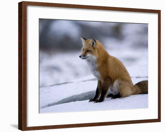 Red Fox, Vulpes Vulpes, Churchill, Manitoba, Canada-Thorsten Milse-Framed Photographic Print