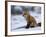 Red Fox, Vulpes Vulpes, Churchill, Manitoba, Canada-Thorsten Milse-Framed Photographic Print