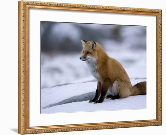 Red Fox, Vulpes Vulpes, Churchill, Manitoba, Canada-Thorsten Milse-Framed Photographic Print