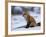 Red Fox, Vulpes Vulpes, Churchill, Manitoba, Canada-Thorsten Milse-Framed Photographic Print