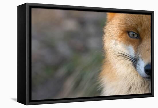 Red Fox (Vulpes Vulpes) Close-Up Of Half Of Face, Captive-Edwin Giesbers-Framed Premier Image Canvas