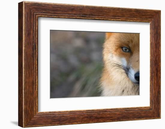 Red Fox (Vulpes Vulpes) Close-Up Of Half Of Face, Captive-Edwin Giesbers-Framed Photographic Print