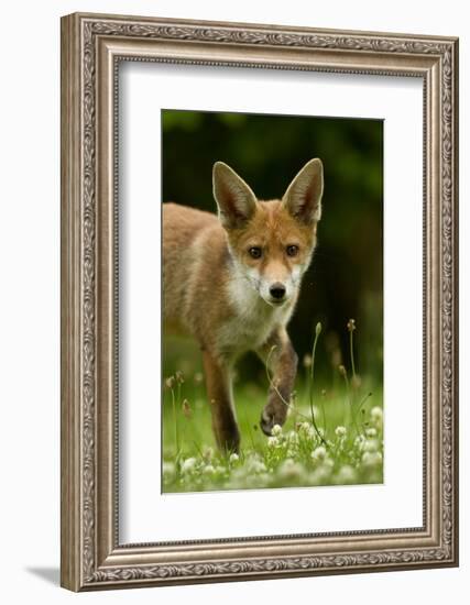 Red Fox (Vulpes Vulpes) Cub In Late Evening Light, Leicestershire, England, UK, July-Danny Green-Framed Photographic Print