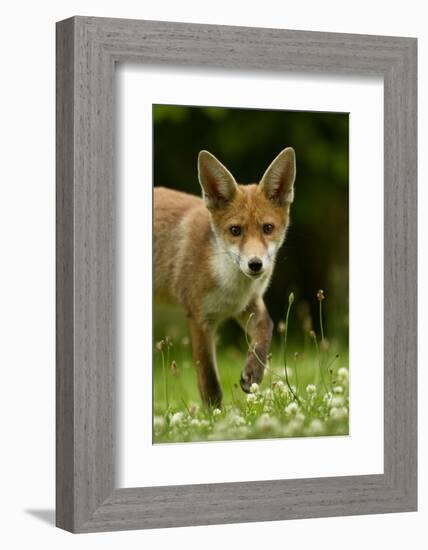 Red Fox (Vulpes Vulpes) Cub In Late Evening Light, Leicestershire, England, UK, July-Danny Green-Framed Photographic Print