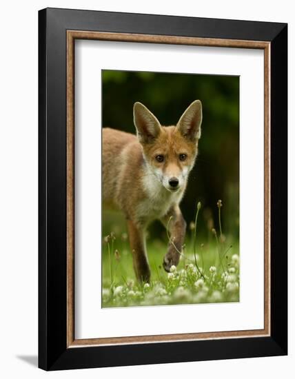 Red Fox (Vulpes Vulpes) Cub In Late Evening Light, Leicestershire, England, UK, July-Danny Green-Framed Photographic Print