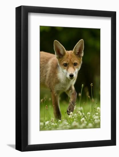 Red Fox (Vulpes Vulpes) Cub In Late Evening Light, Leicestershire, England, UK, July-Danny Green-Framed Photographic Print