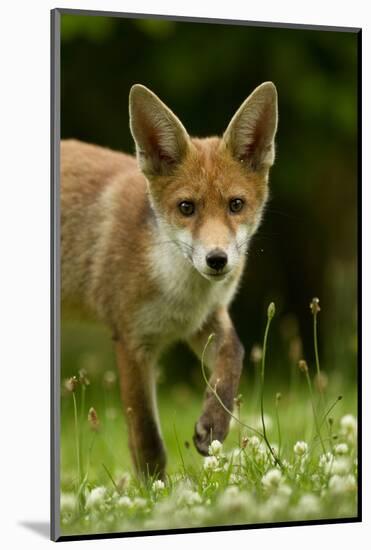 Red Fox (Vulpes Vulpes) Cub In Late Evening Light, Leicestershire, England, UK, July-Danny Green-Mounted Photographic Print