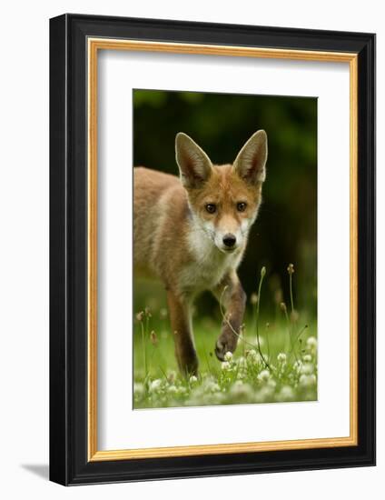 Red Fox (Vulpes Vulpes) Cub In Late Evening Light, Leicestershire, England, UK, July-Danny Green-Framed Photographic Print
