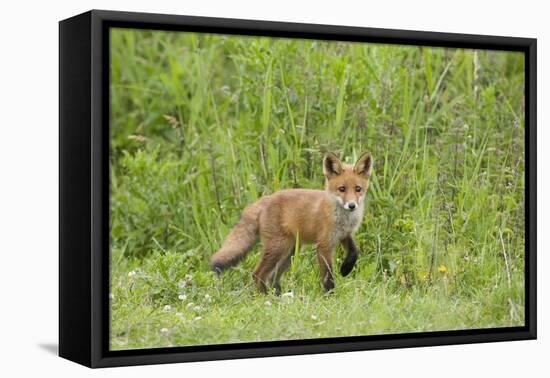 Red Fox (Vulpes Vulpes) Cub, Oostvaardersplassen, Netherlands, June 2009-Hamblin-Framed Premier Image Canvas