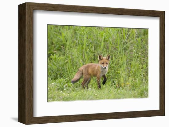 Red Fox (Vulpes Vulpes) Cub, Oostvaardersplassen, Netherlands, June 2009-Hamblin-Framed Photographic Print