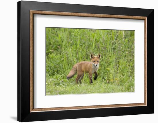 Red Fox (Vulpes Vulpes) Cub, Oostvaardersplassen, Netherlands, June 2009-Hamblin-Framed Photographic Print