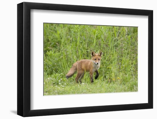 Red Fox (Vulpes Vulpes) Cub, Oostvaardersplassen, Netherlands, June 2009-Hamblin-Framed Photographic Print