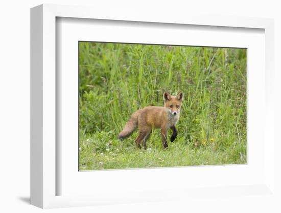 Red Fox (Vulpes Vulpes) Cub, Oostvaardersplassen, Netherlands, June 2009-Hamblin-Framed Photographic Print