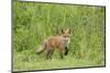 Red Fox (Vulpes Vulpes) Cub, Oostvaardersplassen, Netherlands, June 2009-Hamblin-Mounted Photographic Print