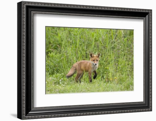 Red Fox (Vulpes Vulpes) Cub, Oostvaardersplassen, Netherlands, June 2009-Hamblin-Framed Photographic Print