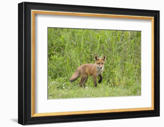 Red Fox (Vulpes Vulpes) Cub, Oostvaardersplassen, Netherlands, June 2009-Hamblin-Framed Photographic Print