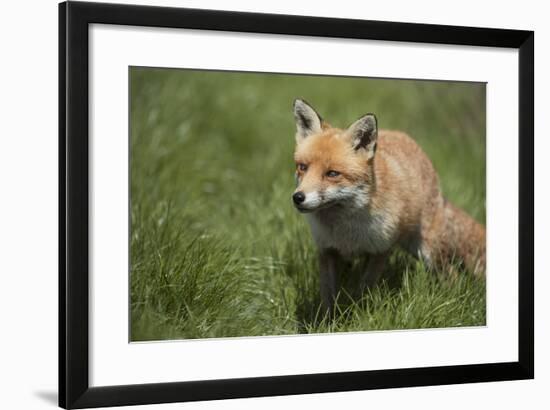 Red Fox (Vulpes Vulpes), Devon, England, United Kingdom-Janette Hill-Framed Photographic Print