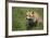 Red Fox (Vulpes Vulpes), Devon, England, United Kingdom-Janette Hill-Framed Photographic Print