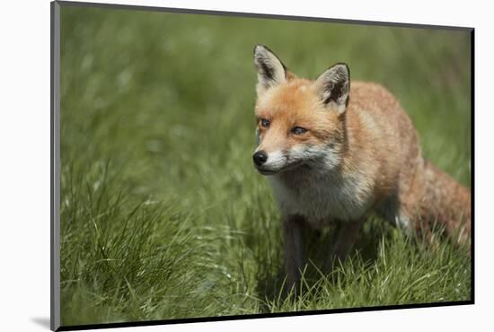 Red Fox (Vulpes Vulpes), Devon, England, United Kingdom-Janette Hill-Mounted Photographic Print