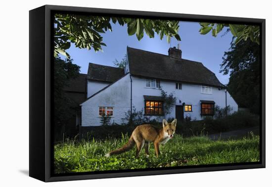 Red Fox (Vulpes Vulpes) Eating Pet Food Left Out For It In Suburban Garden At Twilight, Kent, UK-Terry Whittaker-Framed Premier Image Canvas