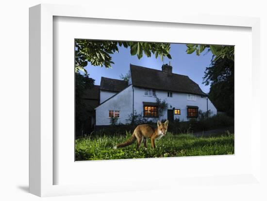 Red Fox (Vulpes Vulpes) Eating Pet Food Left Out For It In Suburban Garden At Twilight, Kent, UK-Terry Whittaker-Framed Photographic Print