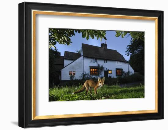 Red Fox (Vulpes Vulpes) Eating Pet Food Left Out For It In Suburban Garden At Twilight, Kent, UK-Terry Whittaker-Framed Photographic Print