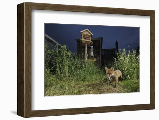 Red Fox (Vulpes Vulpes) Foraging for Scraps in Town House Garden Managed for Widlife-Terry Whittaker-Framed Photographic Print