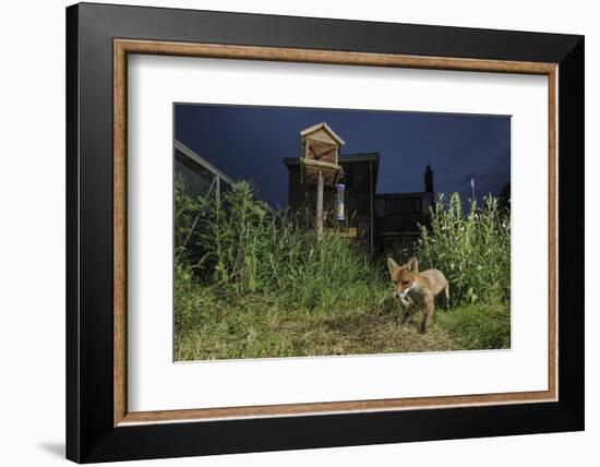 Red Fox (Vulpes Vulpes) Foraging for Scraps in Town House Garden Managed for Widlife-Terry Whittaker-Framed Photographic Print