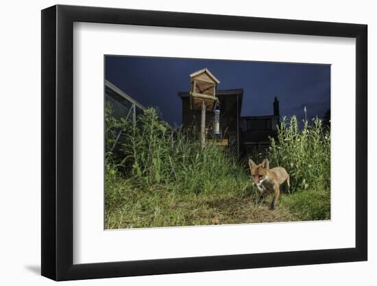 Red Fox (Vulpes Vulpes) Foraging for Scraps in Town House Garden Managed for Widlife-Terry Whittaker-Framed Photographic Print