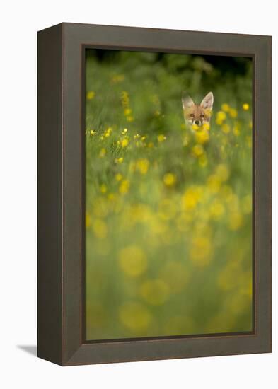 Red Fox (Vulpes Vulpes) in Meadow of Buttercups. Derbyshire, UK-Andy Parkinson-Framed Premier Image Canvas