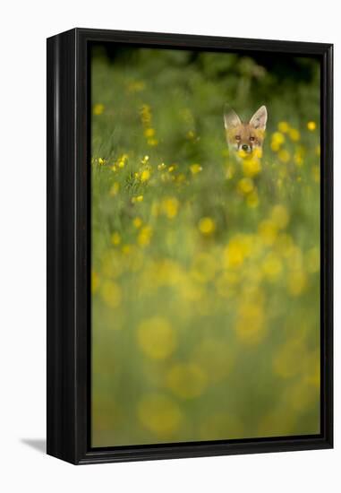 Red Fox (Vulpes Vulpes) in Meadow of Buttercups. Derbyshire, UK-Andy Parkinson-Framed Premier Image Canvas