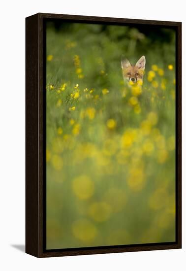 Red Fox (Vulpes Vulpes) in Meadow of Buttercups. Derbyshire, UK-Andy Parkinson-Framed Premier Image Canvas