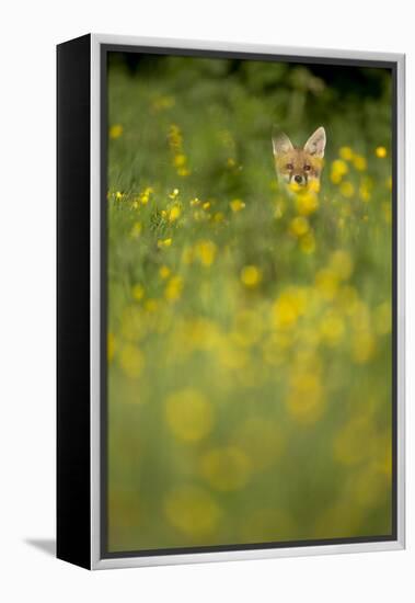 Red Fox (Vulpes Vulpes) in Meadow of Buttercups. Derbyshire, UK-Andy Parkinson-Framed Premier Image Canvas