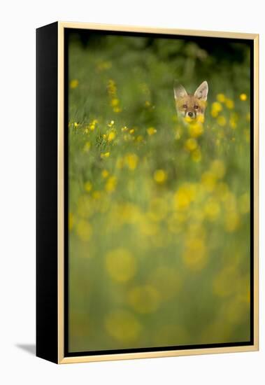 Red Fox (Vulpes Vulpes) in Meadow of Buttercups. Derbyshire, UK-Andy Parkinson-Framed Premier Image Canvas