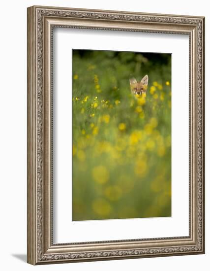 Red Fox (Vulpes Vulpes) in Meadow of Buttercups. Derbyshire, UK-Andy Parkinson-Framed Photographic Print