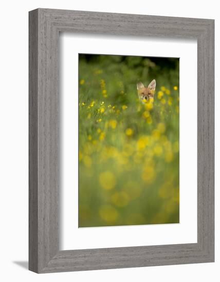 Red Fox (Vulpes Vulpes) in Meadow of Buttercups. Derbyshire, UK-Andy Parkinson-Framed Photographic Print