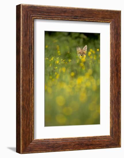 Red Fox (Vulpes Vulpes) in Meadow of Buttercups. Derbyshire, UK-Andy Parkinson-Framed Photographic Print