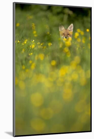 Red Fox (Vulpes Vulpes) in Meadow of Buttercups. Derbyshire, UK-Andy Parkinson-Mounted Photographic Print