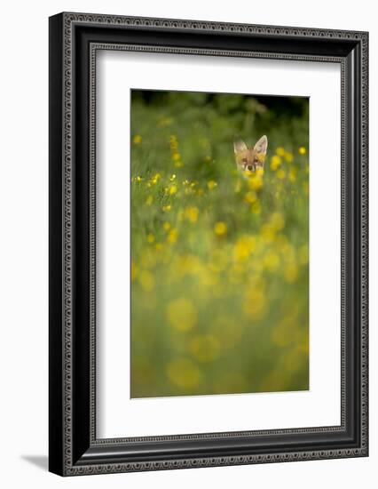 Red Fox (Vulpes Vulpes) in Meadow of Buttercups. Derbyshire, UK-Andy Parkinson-Framed Photographic Print