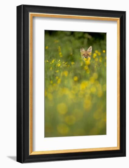 Red Fox (Vulpes Vulpes) in Meadow of Buttercups. Derbyshire, UK-Andy Parkinson-Framed Photographic Print