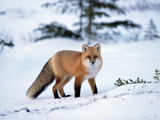 red-fox-vulpes-vulpes-in-winter-north-america_u-l-peunv20.jpg