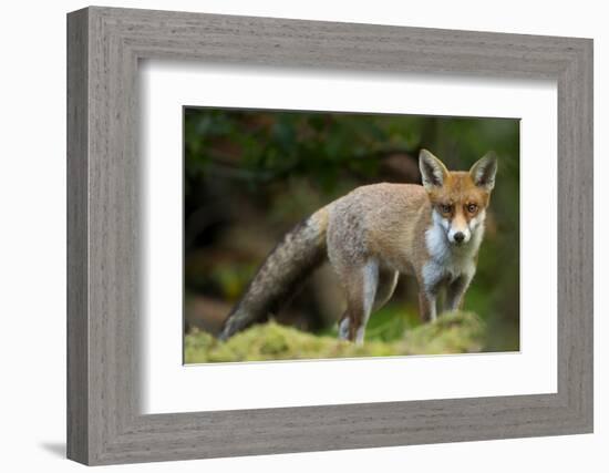 Red Fox (Vulpes Vulpes) Leicestershire, England, UK, September-Danny Green-Framed Photographic Print