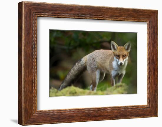 Red Fox (Vulpes Vulpes) Leicestershire, England, UK, September-Danny Green-Framed Photographic Print